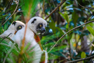 Lemurs In Tree © Michelle McDonald