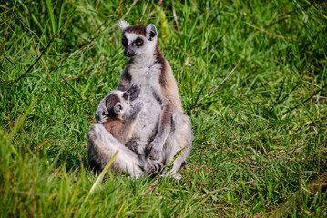 Naklejka na ściany i meble Baby Ring tailed Lemur Nursing