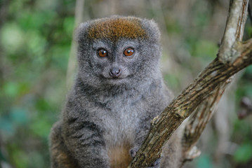 Close up of Bamboo Lemur on Tree Branch