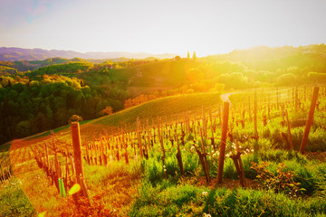 Sunset at Famous Slovenian and Austrian heart shape wine road among vineyards of Slovenia. Scenic...