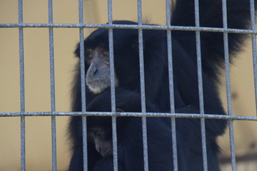 monkey