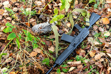 autumn hunting and poaching, opening of the hunting season, hazel grouse and hunting weapons on...