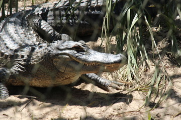 smiling crocodile