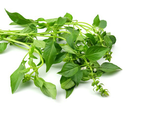 Basil leaves and seeds, isolated on a white background, herbs, medical.