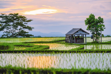 (Selective focus) Stunning view of a farmer hut's and a beautiful and colorful morning sky reflected in the rice fields. Jatiluwih rice terrace, Tabanan Regency, North Bali, Indonesia.