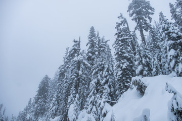 slope on the mountain with pine trees on top covered with thick snow on a snowy day