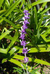 Salvia leucantha, a plant native to medicinal and abortive Mexico, its woolly flowers special feature, in Guatemala it has ornamental uses.