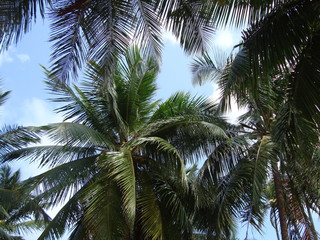 Obraz premium Palmeras