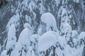 pine tree branches covered with thick snow in the forest on a snowing winter day on the mountain