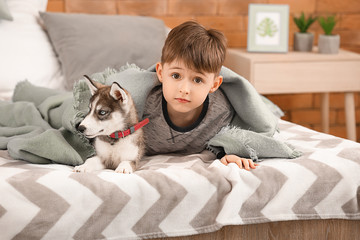 Little boy with cute husky puppy in bedroom