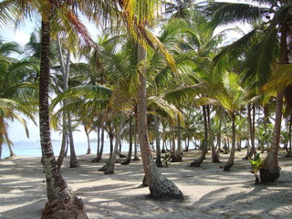 Palmeras