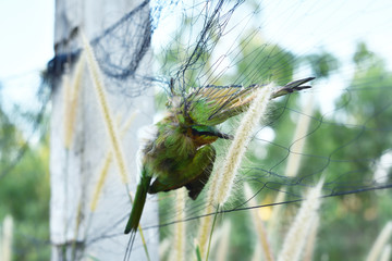 Bird hang on bird net, it was caught by bird net - 313198215