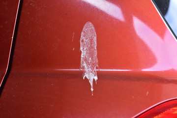 Bird droppings on the car. Red lacquered surface - 313198275