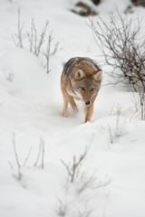 Lone Coyote on a snowy hillside
