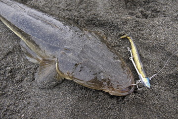 マゴチ