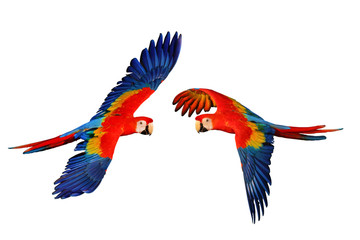 Scarlet macaw parrot isolated on white background.