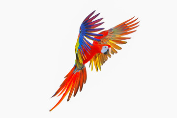 Scarlet macaw parrot isolated on white background. © Passakorn