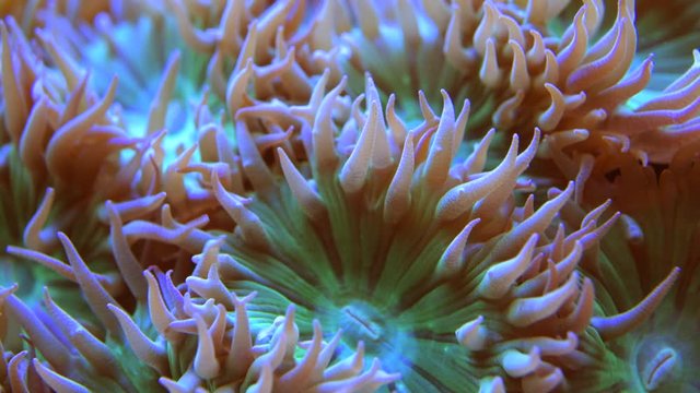 Whisker Coral Closeup. Monotypic Genus of Stony Corals. Marine Aquarium