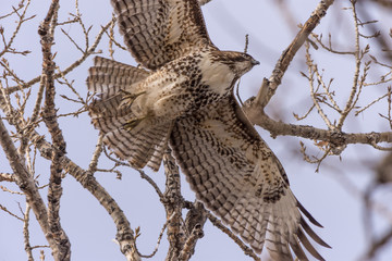 Juvenile Hawk in Flight