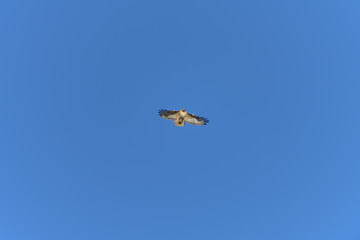 Red-Tailed Hawk in Flight