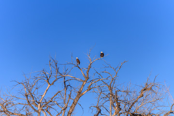 Pair of Eagles