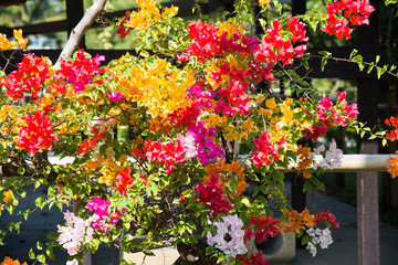 Fototapeta na wymiar Bougainvillea flowers. Colorful bougainvillea flowers.