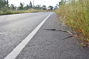 Dead snake ,killed on highway road