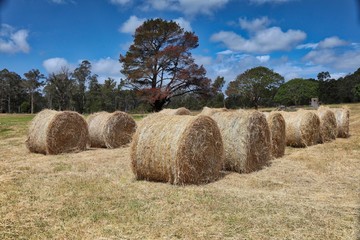 Hay bales on farm in central Tasmania, Australia