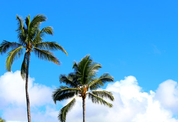 Fototapeta na wymiar palm tree and blue sky in Hawaii
