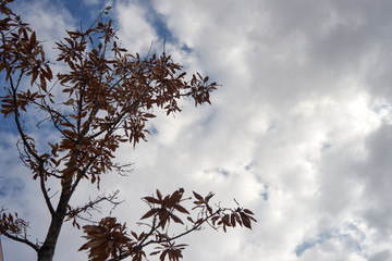 冬の空・紅葉・雲