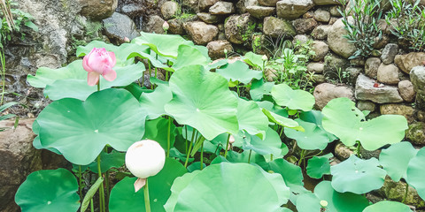 Semarang, Central Java, Indonesia - December 30, 2019: Beautiful nature of the lotus flower. Cimory On The Valley.