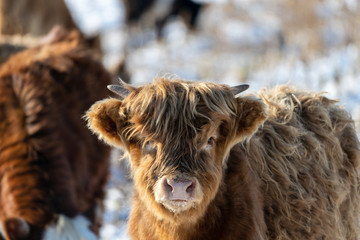 Scottish Highland calf 