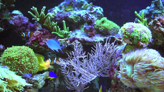 Colorful Coral Reef Aquarium with Tropical Fishes and Many Spices of Soft and Living Stone Corals.