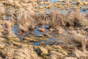 vast wetland close to the coast filled with tall, brown grasses on a sunny winter morning 