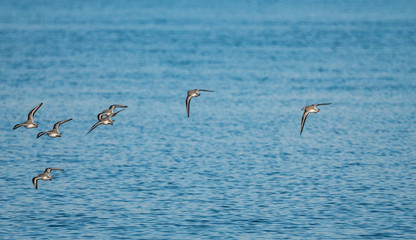 Fototapeta na wymiar small flock of sanderlings flew over blue ocean on a sunny day near the cost 