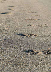 Fototapeta na wymiar a trail of footprints on the sandy beach on a sunny day