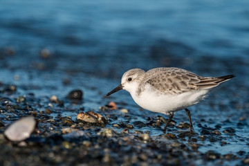 close up of one cute little sanderling walking on rocky shore line search for food 