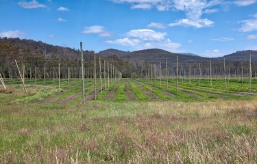 Fototapeta na wymiar Agricultural fields as seen near Derby, Tasmania.