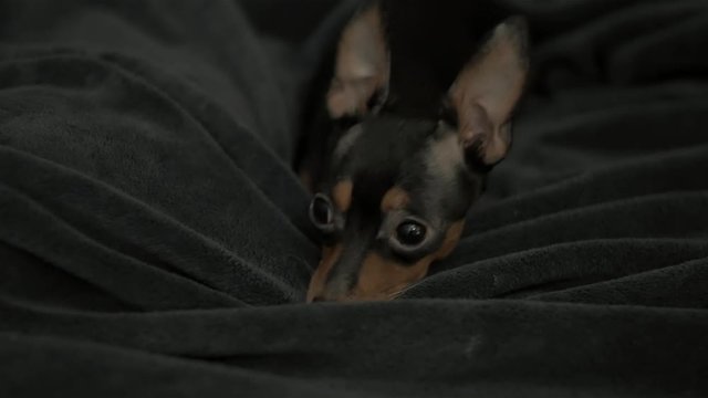 sad depressed scared small black russian toy terrier dog with big eyes on dark blanket laying on bed on new years eve