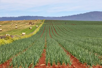 agricultural farming in north eastern tasmania