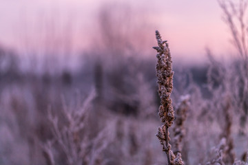 Gräser im Sonnenaufgang an einem Wintermorgen