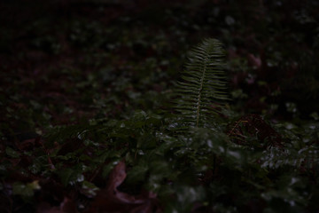 Lone fern