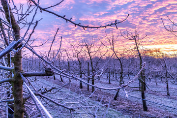 Sonnenaufgang über einer Obstplantage im Winter