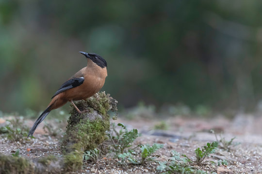 The Rufous Sibia is a melodious singer and its flute-like tunes are known to be rather loud.
