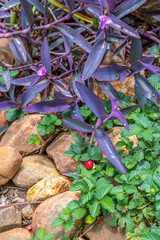 Natural elements image for background use