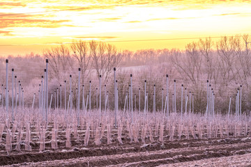 Sonnenaufgang über Obstfeldern im Winter