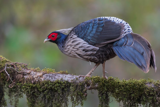Nine Subspecies Of The Kalij Pheasant Are Found In Indian Sub Continent White Crested Kalij Pheasant L L Hamiltoni Is Found In Western Himalayas Stock Photo Adobe Stock