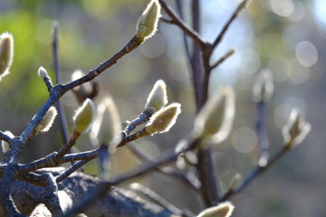 branch of tree in spring
