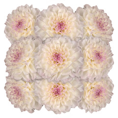 Decorative panel of several white flowers dahlias on a white background