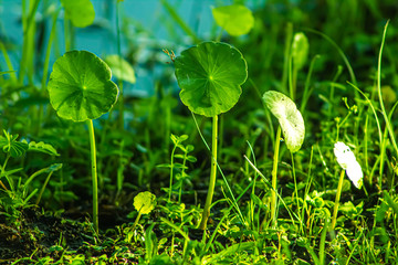 green grass with water drops